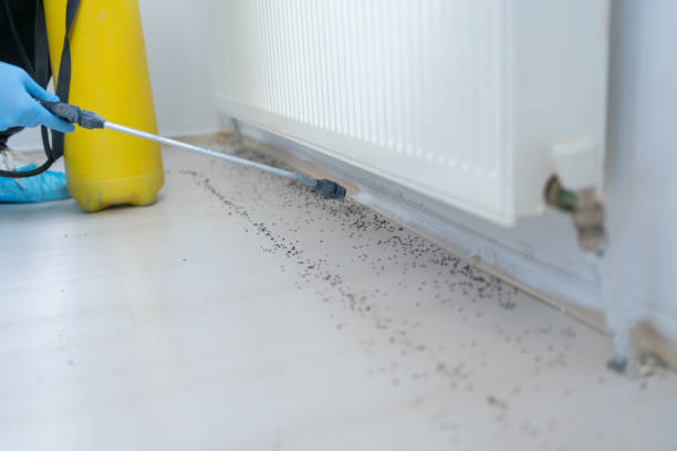 Best Cockroach Control Services  in Richardson, TX